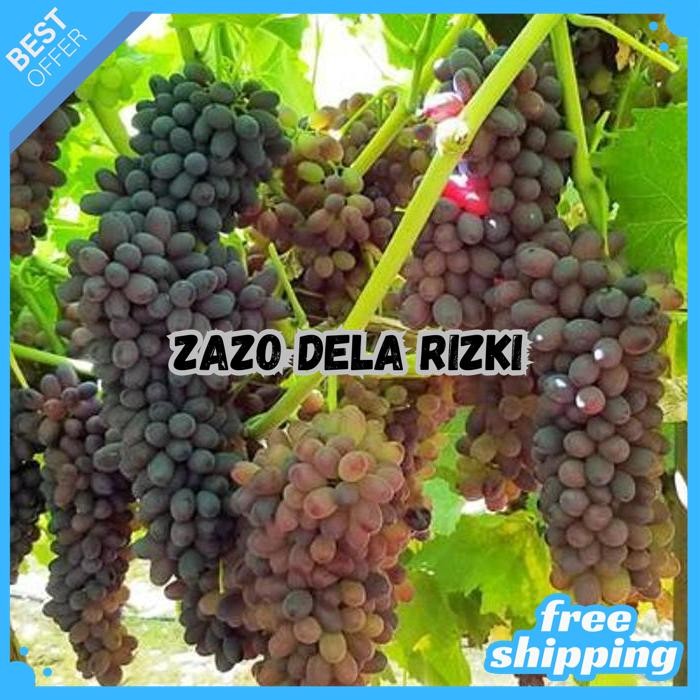 GIBERELIN GA3 MURNI 60 ML - HORMON ZPT TANAMAN BUNGA & BUAH BY ZAZODELARIZKI