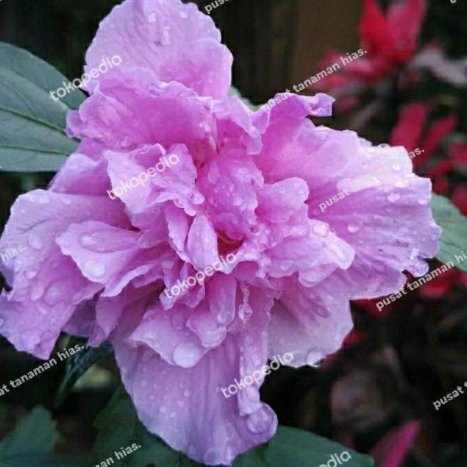 tanaman hias bunga sepatu ungu - bibit bunga sepatu ungu ISTIMEWA