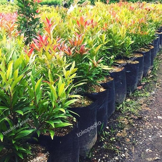 bibit pohon pucuk merah - tanaman pucuk merah - outdoor BARANG SUPER