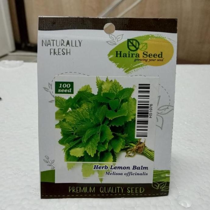 Bibit Biji Lemon Balm Herbal Herbs Dn Teh Tanaman Haira Seed BARANG SUPER