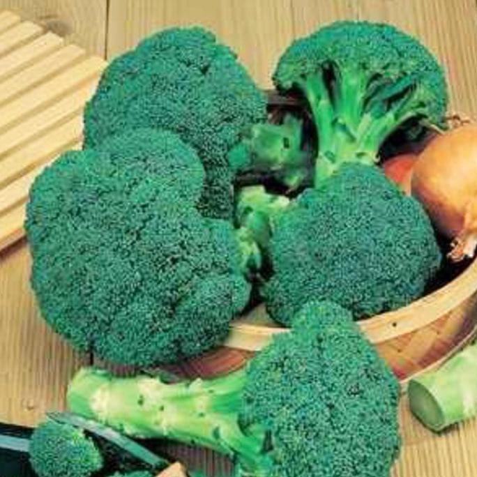 

50 Brokoli hij Grifin F1 Hybrida bibit tanaman griffin terbaru