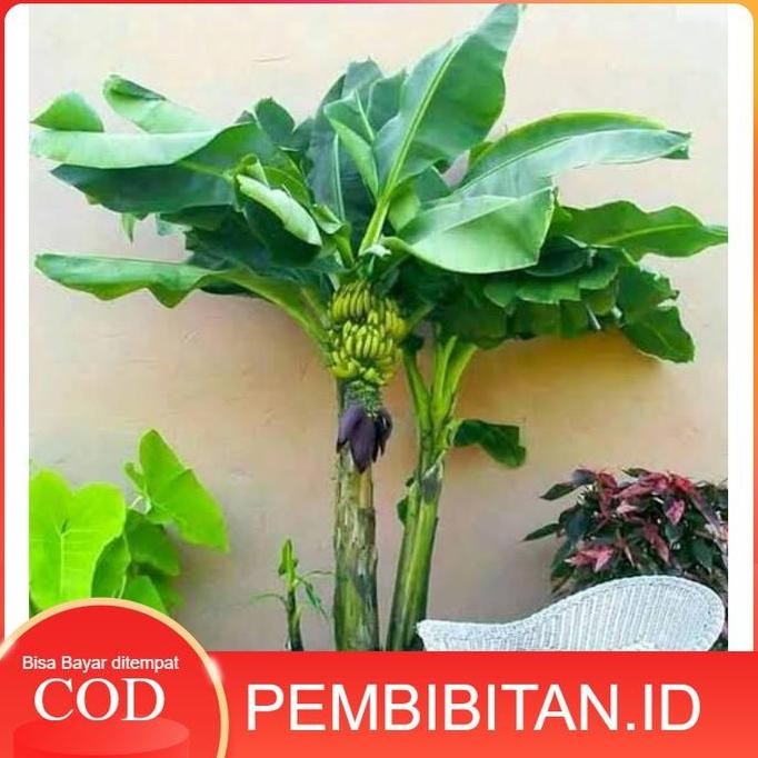 Bibit Tanaman Tabulampot Pisang Mini Asli BARANG SUPER