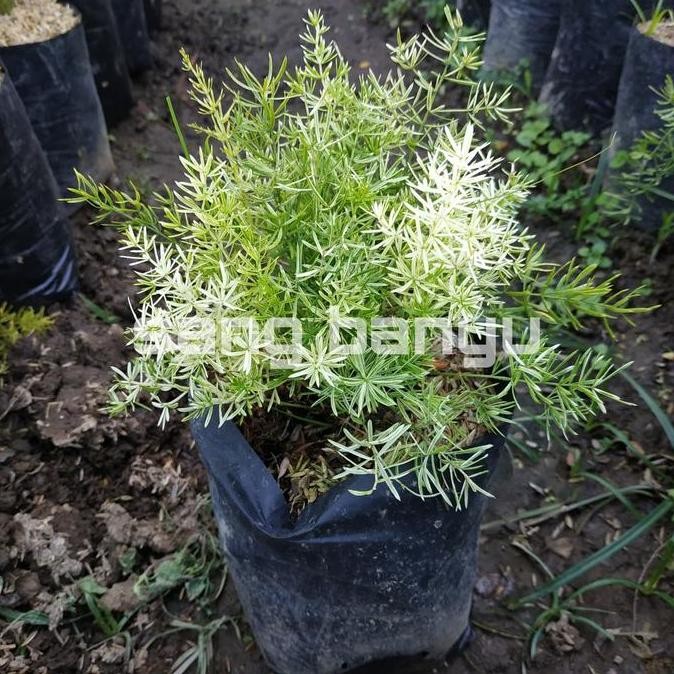 Bibit tanaman hias asparagus fern krisdoren varata BARANG SUPER