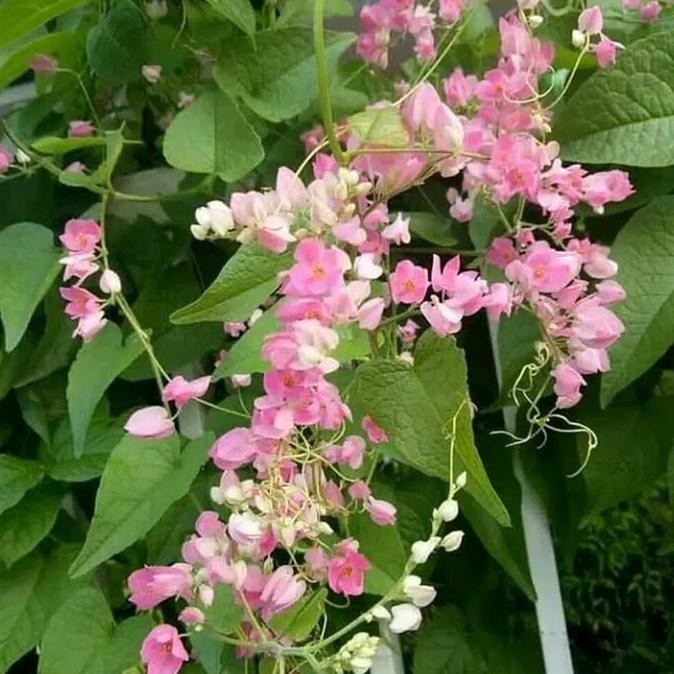 tanaman rambat air mata pengantin bunga pink bibit taneman terbaru