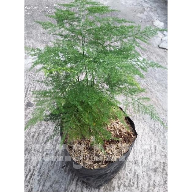 Bibit tanaman hias asparagus plumosus BARANG SUPER