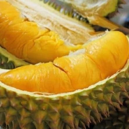 bibit tanaman buah durian monthong Thailand super terbaru