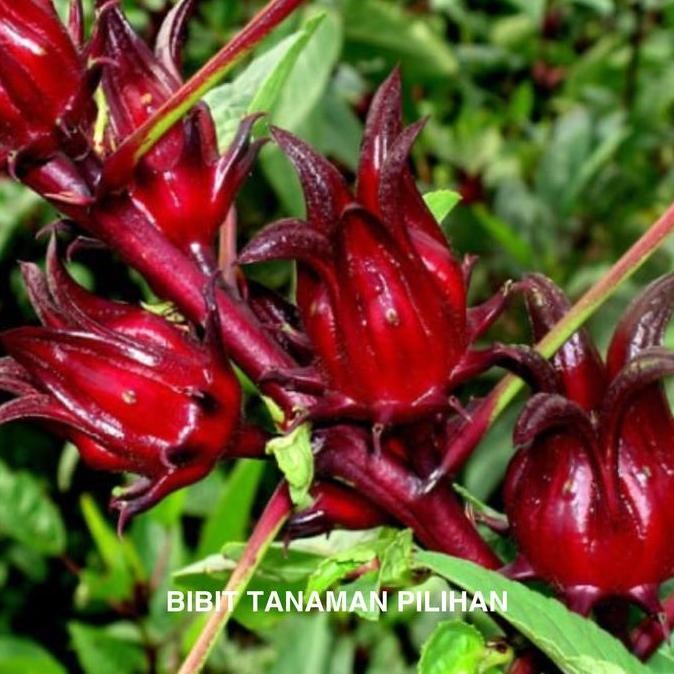 BIBIT TANAMAN ROSELLA MERAH HERBAL ROSELA UNGU BERBUNGA TEH SEHAT BARANG SUPER