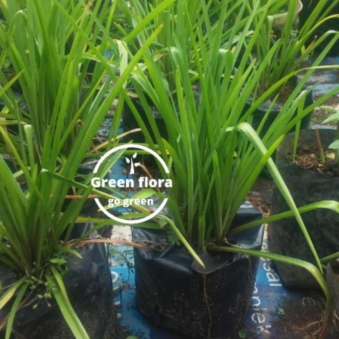 bibit pohon bunga sedapa malam-bibit tanaman bunga sedap malam BARANG SUPER