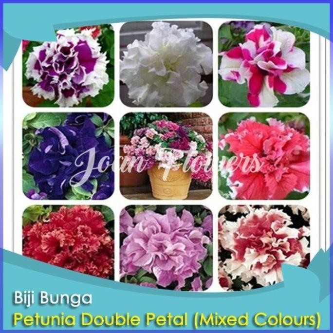 Bibit Tanaman Bunga Petunia Double Petal Mixed Colours Bibit ISTIMEWA
