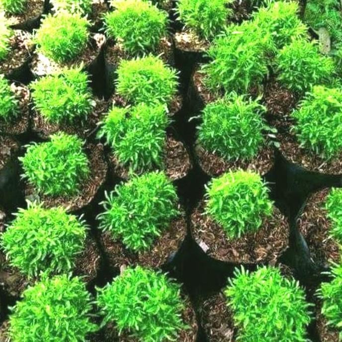 

Tanaman Brokoli Hij Bibit ISTIMEWA