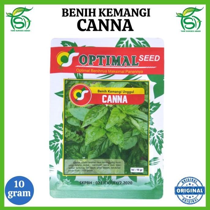 Kemangi CANNA 10 - Bibit Tanaman Dn Kemangi BARANG SUPER