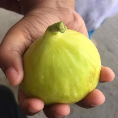 Bibit Buah Tin Yellow Giant Khasi Fresh Cangkok PREMIUM