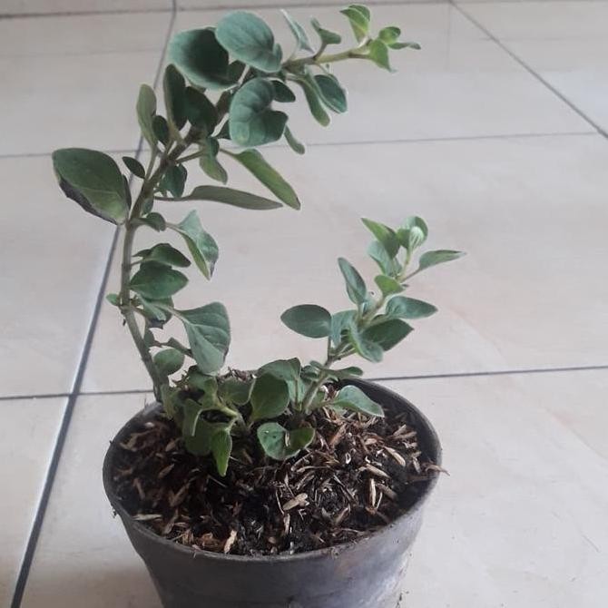 

Diskon! Tanaman Oregano Herbal Segar Bumbu Dapur Organik Oregano