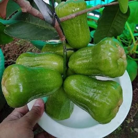 bibit jambu kiojok pohon buah jambu kiojok hasil okulasi PREMIUM