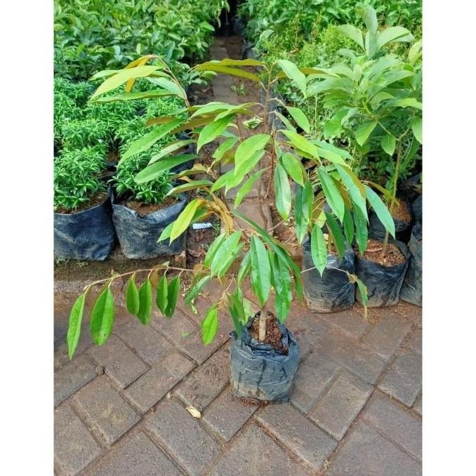 CANGKOK BIBIT TANAMAN POHON BUAH DUREN DURIAN MONTONG MUSANG PREMIUM