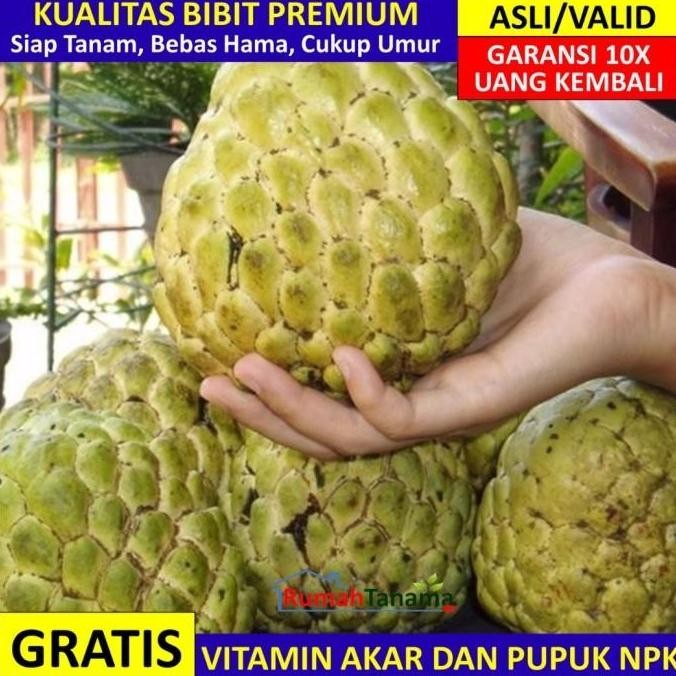 Bibit Srikaya Jumbo Asli Bergaransi, Pohon Buah Cangkok PREMIUM