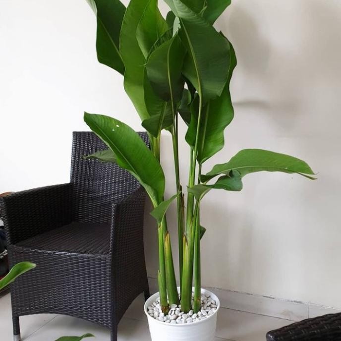 Tanaman Heliconia Caribaea Pisang Karibay Tinggi 1 Meter / Pisang Karibay