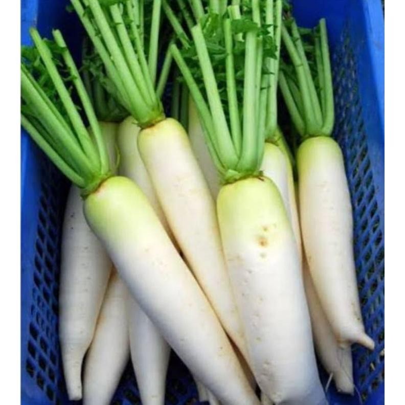 

lobak putih /sayur lobak segar 1 kg aSt