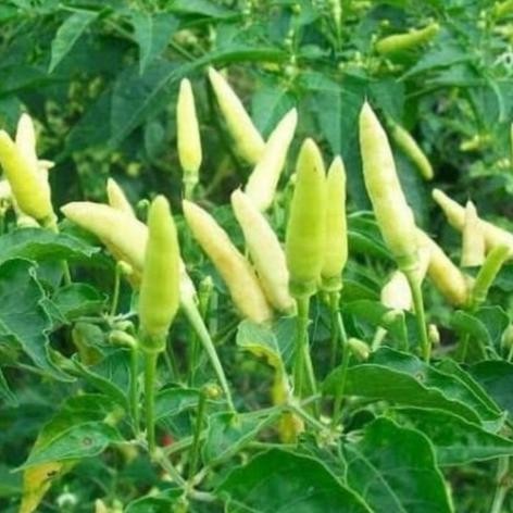 Benih Bibit Cabe Rawit Sret RAWIT PUTIH TEGAK Cabai Setan 20 Biji