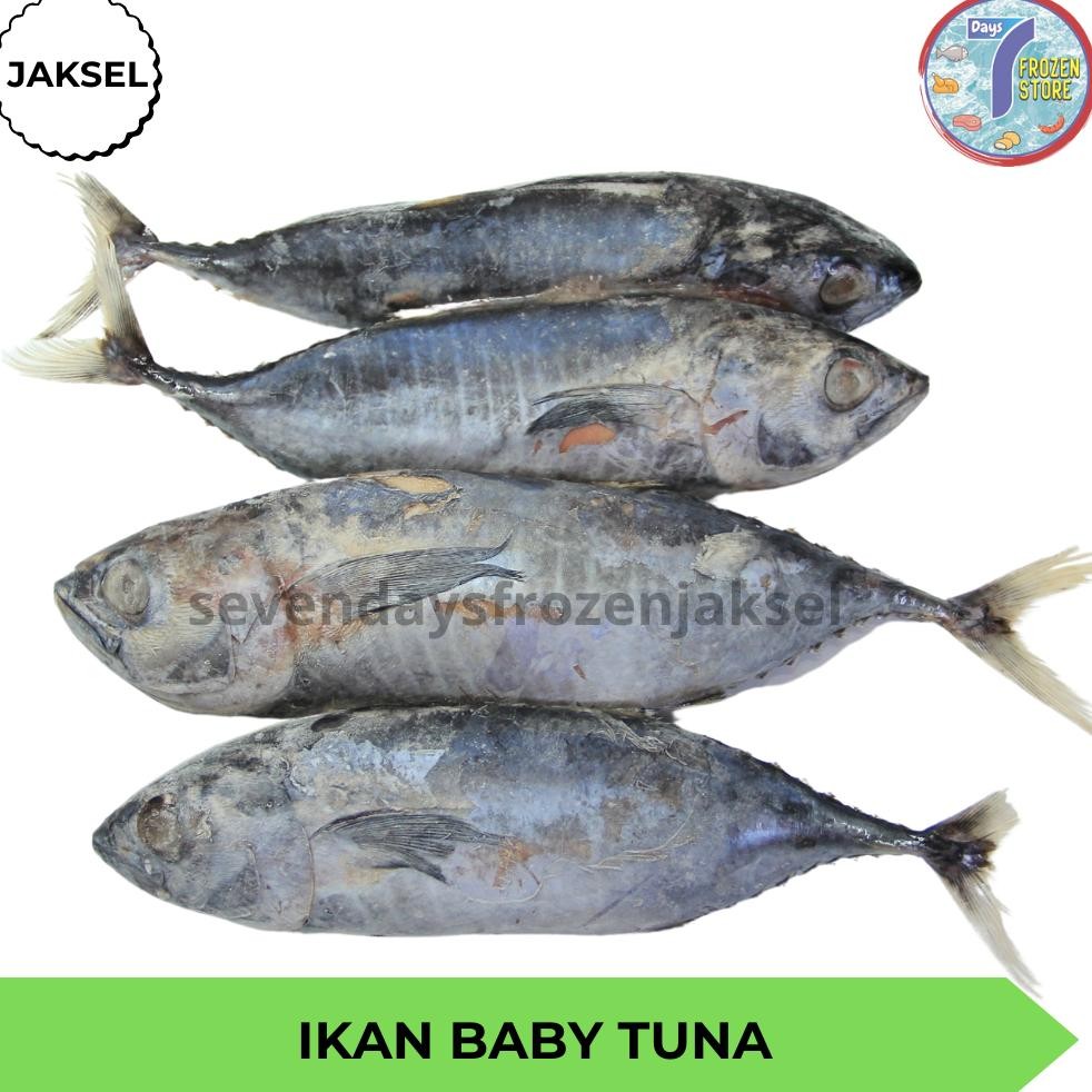 

Ikan Baby Tuna Beku Frozen 1 Kg Halal Segar aSt