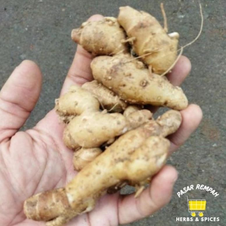 

Kencur Segar 1kg aSt