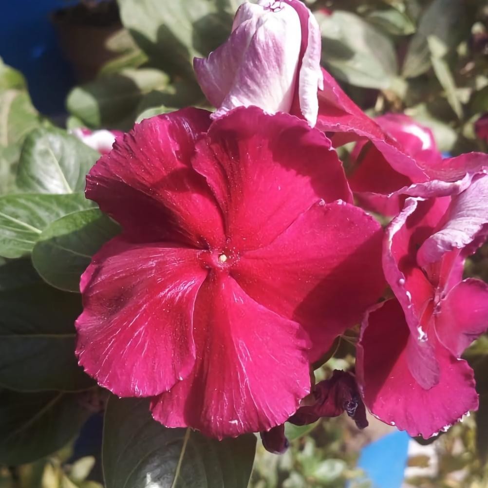 Benih Bibit Bunga Gantung VINCA PINKY RED Tapak Dara - 10 biji