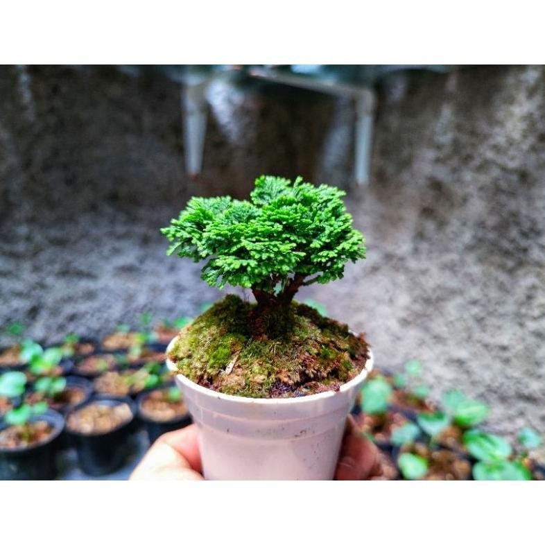 Original Bonsai Shito Cemara Hinoki Cypress Japan Daun Super Micro Original - Ekonomis Bonus Pot Taw