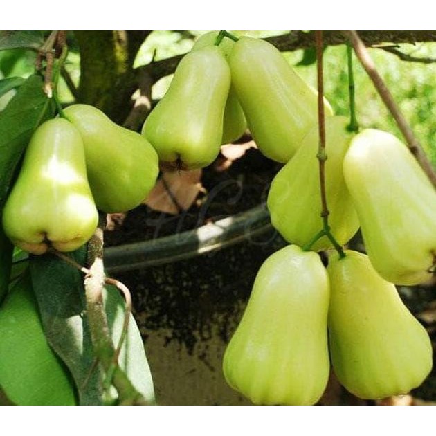 Bibit Tanaman Buah Jambu Air Madu Deli Segar PREMIUM