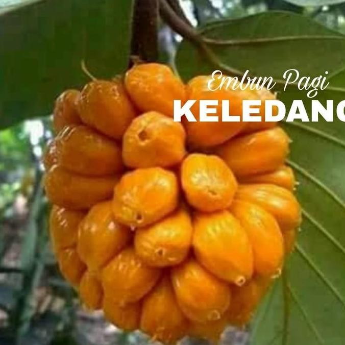 PREMIUM Bibit Pohon Buah Keledang Khas Kalimantan Langka