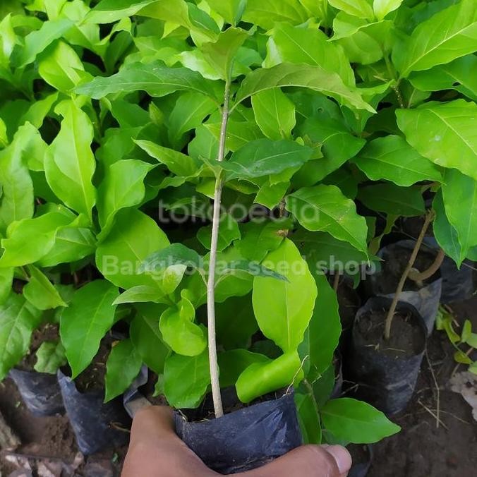 Bibit tanaman pohon buah kacang butternut amon almond unggul PREMIUM