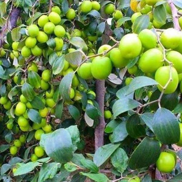 PREMIUM Bibit Buah Bidara India / Apel Futsa Berbuah