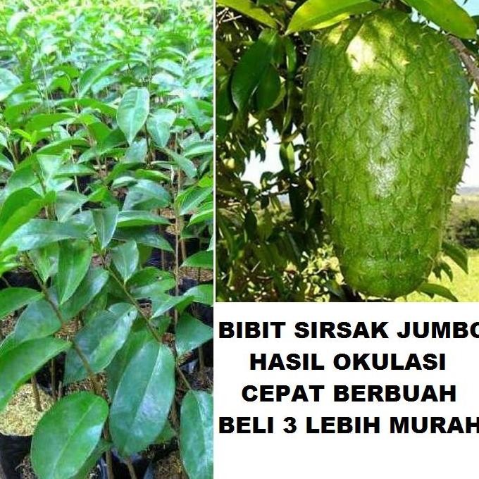 PREMIUM Bibit Tanaman Buah Sirsak jumbo Pohon Sirsak Jumbo Bibit Sirsak Madu