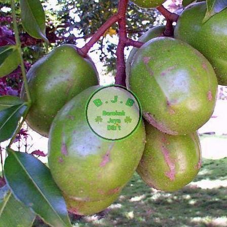 PREMIUM Bibit Buah Kedondong Bangkok Jumbo - Dondong Jumbo