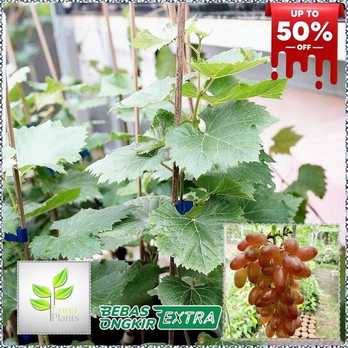 bibit buah anggur import - bibit anggur dixon PREMIUM
