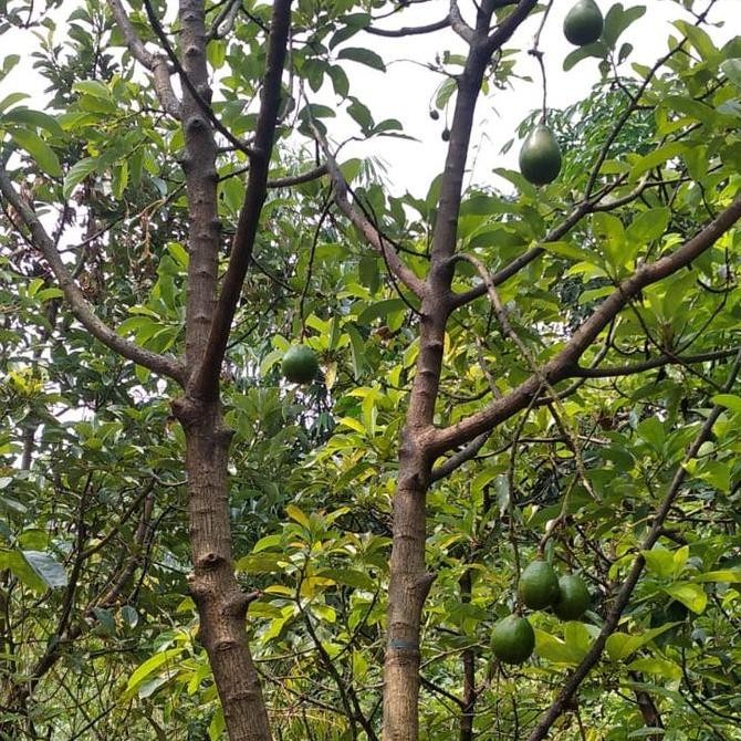 Indukan Pohon alpulat berbuah/Bibit pohon alpukat miki sudah buah PREMIUM