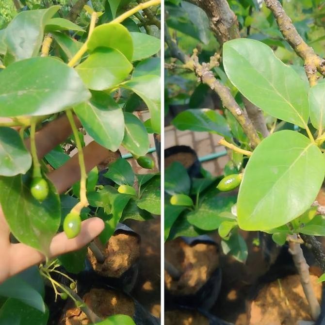 Bibit buah alpukat berbunga at berbuah PREMIUM