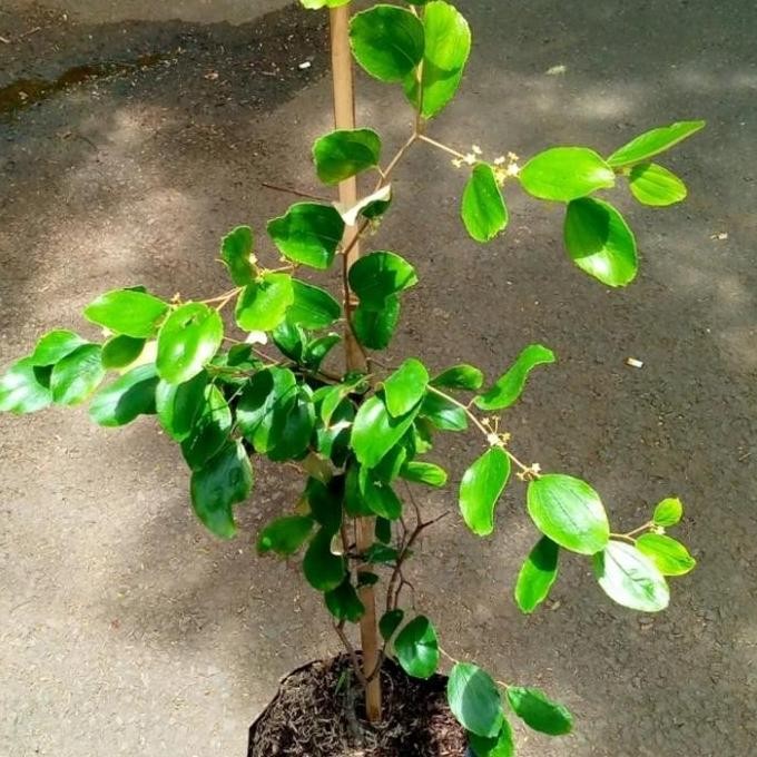 bibit apel putsa India/pohon buah apel/ pohon apel putsa impor PREMIUM