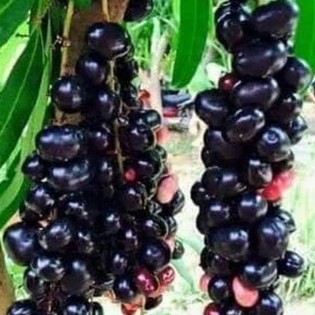 Bibit Buah Juwet Hitam Bisa Berbuah Di Dalam Pot PREMIUM