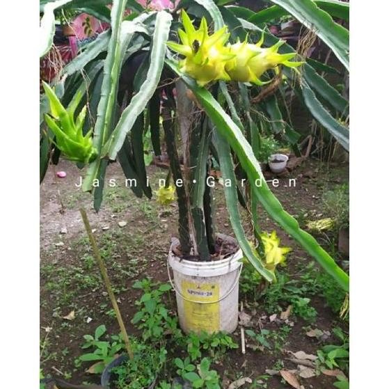 DISKON Bibit Buah Naga Golden Isis / Golden Gold PREMIUM