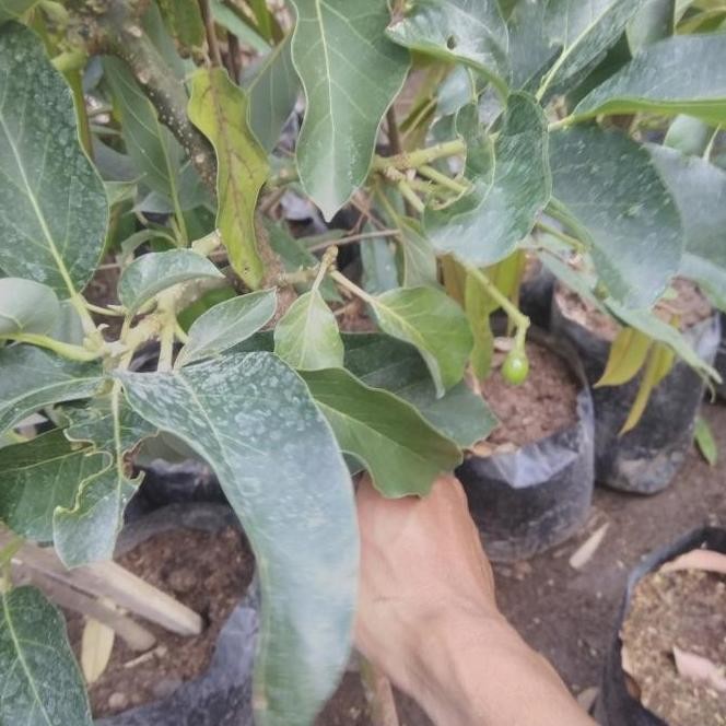 Bibit Buah Alpukat Sudah Berbuah / Sudah Berbunga - Bibit Premium Ori PREMIUM