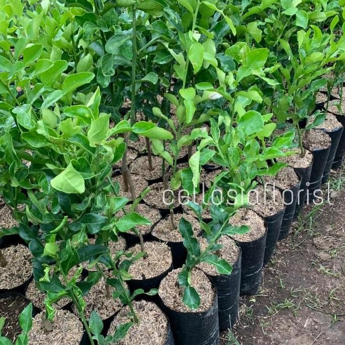 PREMIUM Bibit Tanaman Buah Jeruk Purut Okulasi Cepat Berbuah pohon hidup