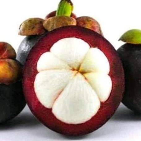 PREMIUM BIBIT MANGGIS BIJI KECIL, TANAMAN BUAH MANGGIS BIJI KECIL ASLI