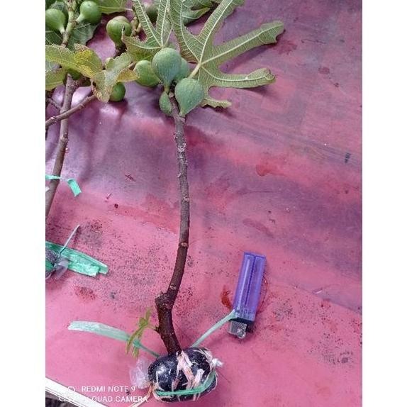 PREMIUM bibit cangkok kondisi sudah BERBUAH. bibit pohon buah tin ara f.