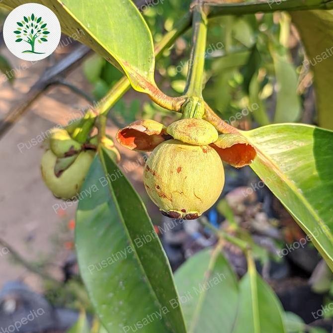 bibit tanaman manggis berbuah , pohon buah manggis sudah berbuah PREMIUM