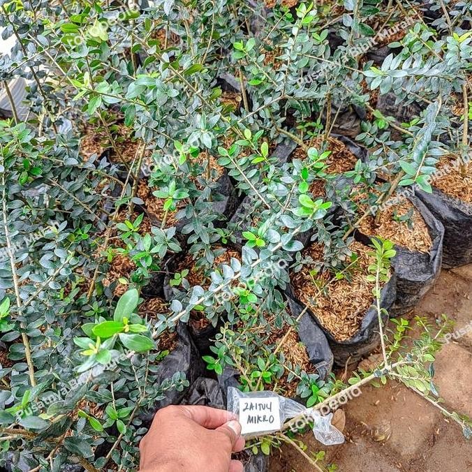 Bibit Tanaman Zaitun Micro Cangkok-Pohon Buah Zaitun Mikro Super Asli PREMIUM