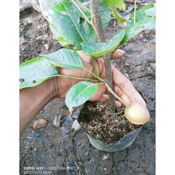 Bibit Buah Pir Berbuah PREMIUM