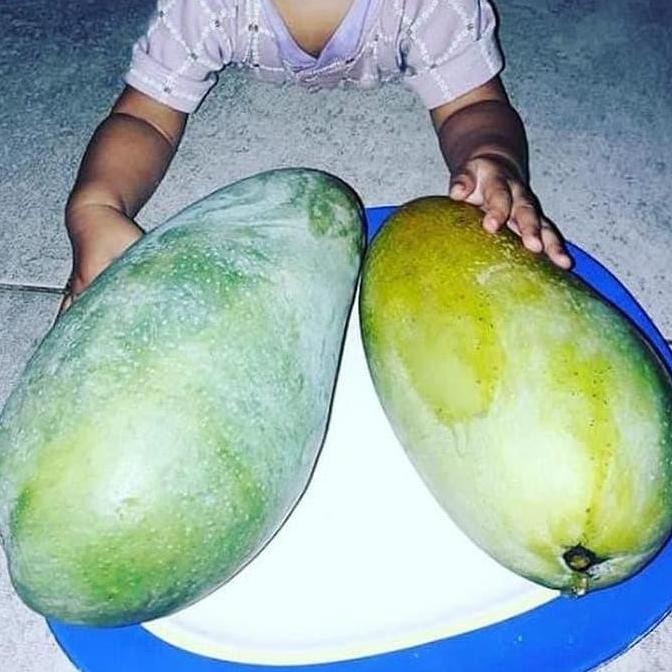 PREMIUM BIBIT Tanaman MANGGA KIOJAY JUMBO buah buahan cangkok dalam pot