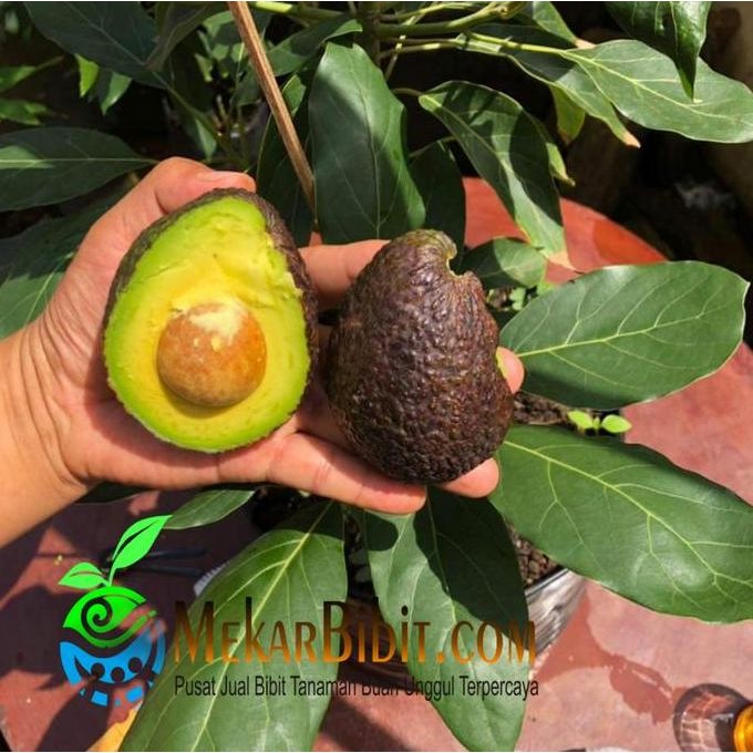 bibit tanaman buah alpukat hass-bibit alpukat hass impor sambung PREMIUM