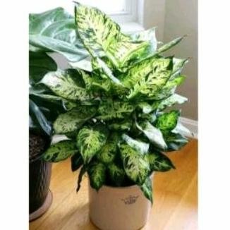 Berkualitas Tanaman Hias Aglonema Chiangmay/Diven Tisu Brazil/Divenbachia/Diven candi MURAH