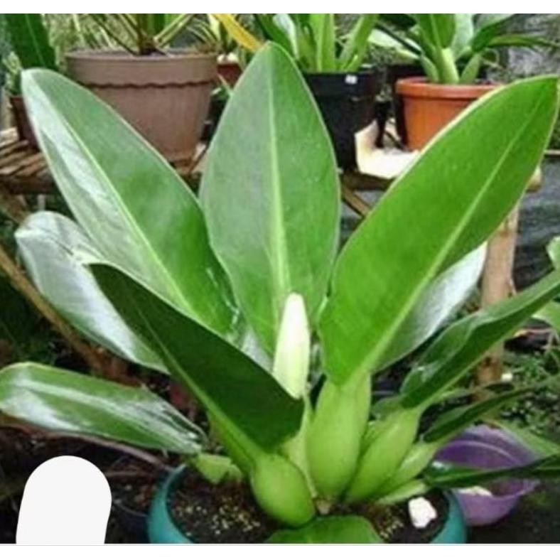 Berkualitas Tanaman Hias Philo katak jumbo MURAH